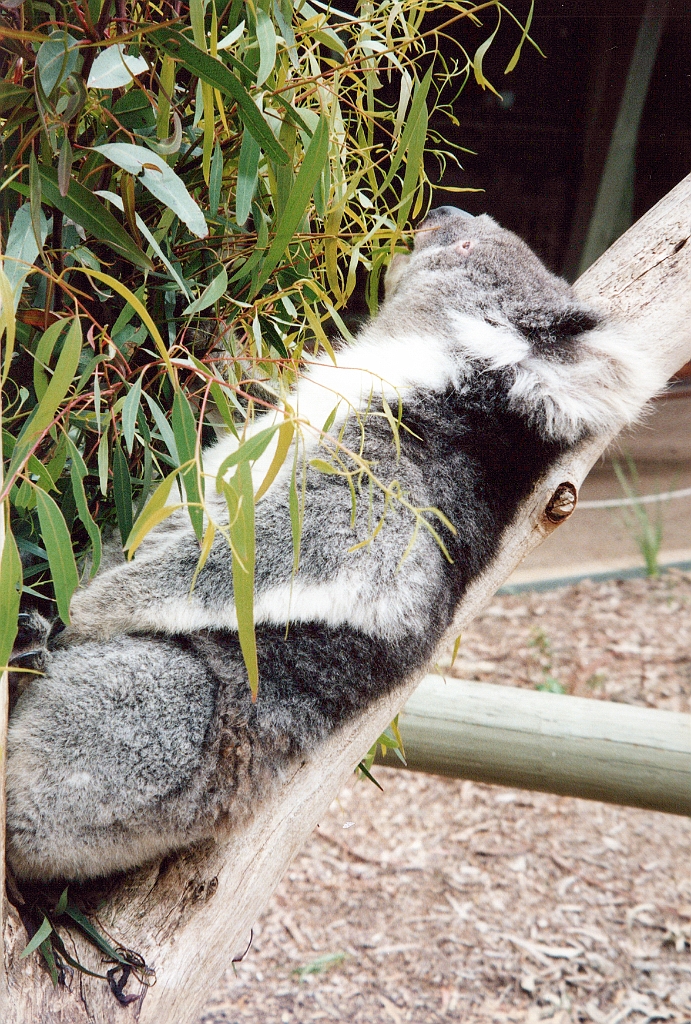 2000 - Australie 108T.jpg